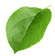 CollagenOne