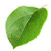 CollagenOne
