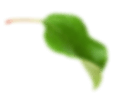 CollagenOne