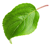 CollagenOne