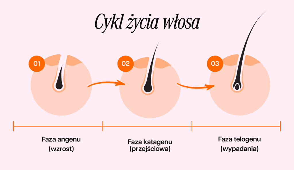 infografika przedstawiająca cykl życia włosa
